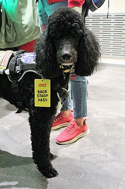 Blindenführhund mit Backstage-Pass