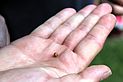 Ein Korn von Lein. Unter anderem wird daraus neben weiterem Saatgut auch Leinöl hergestellt